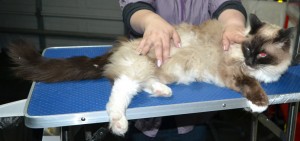 Leo is a Ragdoll. He had his matted fur shaved down, nails clipped ears cleaned.