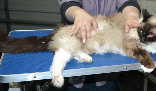 Leo is a Ragdoll. He had his matted fur shaved down, nails clipped ears cleaned.