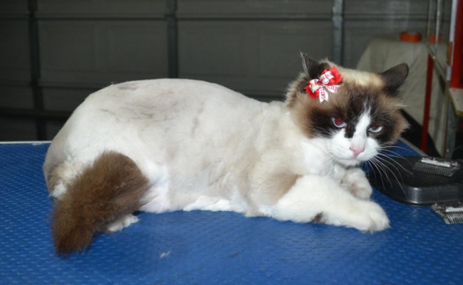 Lucy is a Ragdoll. She had her fur shaved down ,nails clipped, ears cleaned and a wash n blow dry.