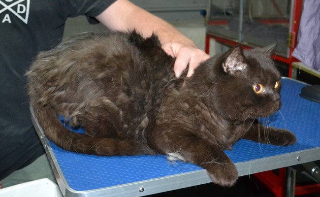 Gizmo is a British Short Hair. He had his fur shaved down, nails clipped and ears clean and a wash n blow dry.