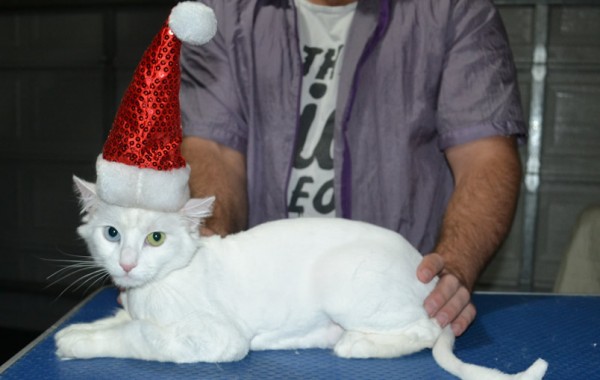 Prince is s Medium Hair Domestic. He had his fur shaved down, nails clipped and ears clean.