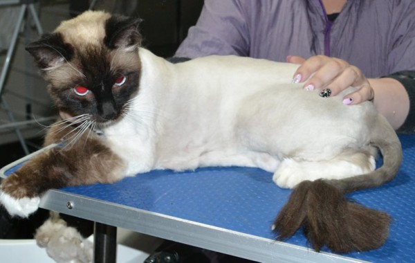 Leo is a Ragdoll. He had his matted fur shaved down, nails clipped ears cleaned.