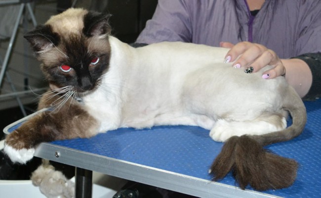 Leo is a Ragdoll. He had his matted fur shaved down, nails clipped ears cleaned.
