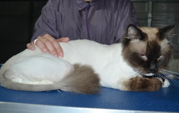 Bear is a Ragdoll. He had his fur shaved down, nails clipped, ears cleaned and a full set of softpaw nails caps.