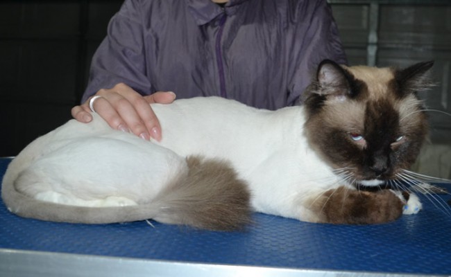 Bear is a Ragdoll. He had his fur shaved down, nails clipped, ears cleaned and a full set of softpaw nails caps.