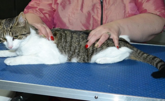 Kitty is a Short Hair Domestic. She had her fur shaved down, nails clipped, ears cleaned.