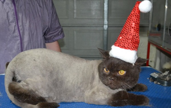 Gizmo is a British Short Hair. He had his fur shaved down, nails clipped and ears clean and a wash n blow dry.