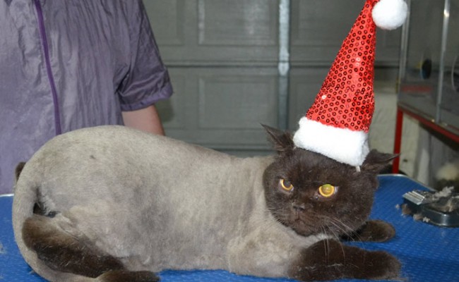 Gizmo is a British Short Hair. He had his fur shaved down, nails clipped and ears clean and a wash n blow dry.