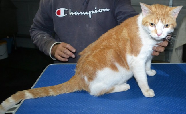 Cedric is a Short Hair Domestic. He had his fur shaved down, nails clipped and ears clean and a wash n blow dry.