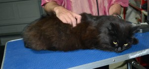Enzo is a Long hair domestic. He had his fur shaved down, nails clipped, ears cleaned.