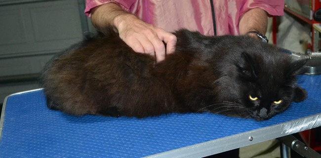 Enzo is a Long hair domestic. He had his fur shaved down, nails clipped, ears cleaned.