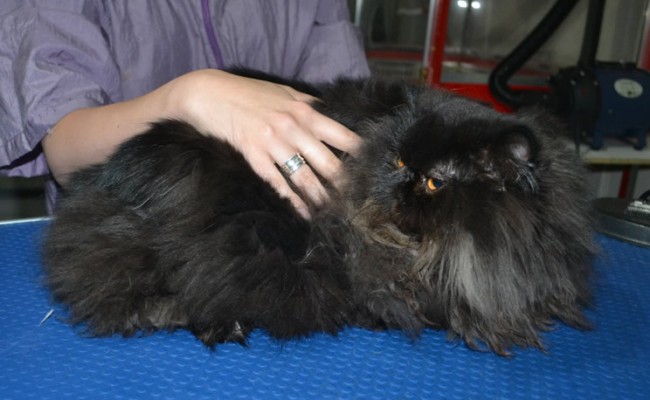 Bubbles is a Persian. She had her matted fur shaved down, nails clipped, ears cleaned and a full set of softpaw nails caps.