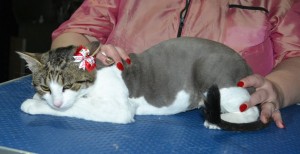 Kitty is a Short Hair Domestic. She had her fur shaved down, nails clipped, ears cleaned.