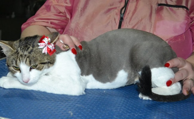 Kitty is a Short Hair Domestic. She had her fur shaved down, nails clipped, ears cleaned.