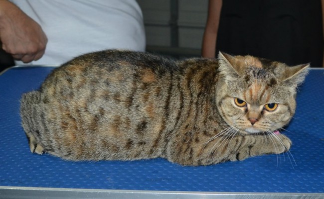 Jemima is a British Short Hair. She had her fur shaved down, nails clipped and ears clean and a full set of Softpaw nail caps.