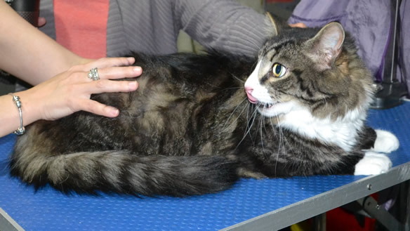 Scooter is a Maine coon. He had his fur shaved down, nails clipped ears cleaned.