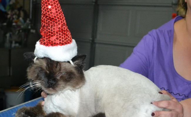 Manky is a Ragdoll. He had his fur shaved down short, nails clipped and ears cleaned.