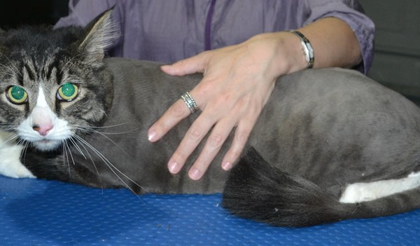 Scooter is a Maine coon. He had his fur shaved down, nails clipped ears cleaned.