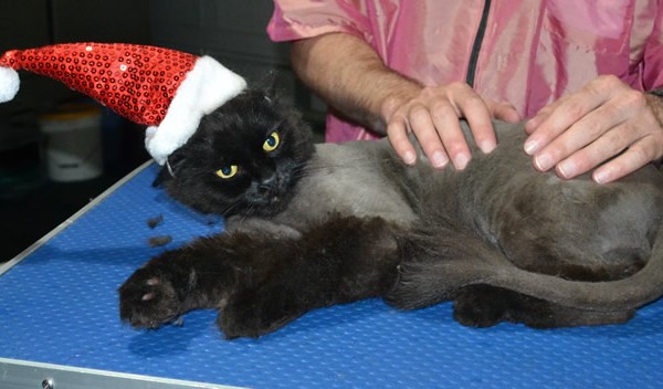 Enzo is a Long hair domestic. He had his fur shaved down, nails clipped, ears cleaned.