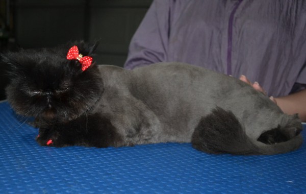 Bubbles is a Persian. She had her matted fur shaved down, nails clipped, ears cleaned and a full set of softpaw nails caps.