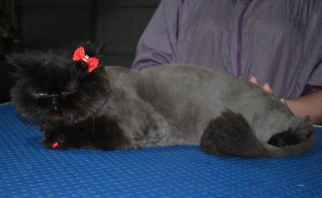 Bubbles is a Persian. She had her matted fur shaved down, nails clipped, ears cleaned and a full set of softpaw nails caps.