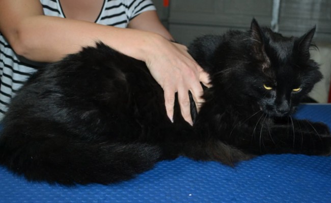 Rafa is a Long Hair Domestic. He had his fur shaved down, nails clipped, ears cleaned and a wash n blow-dry .