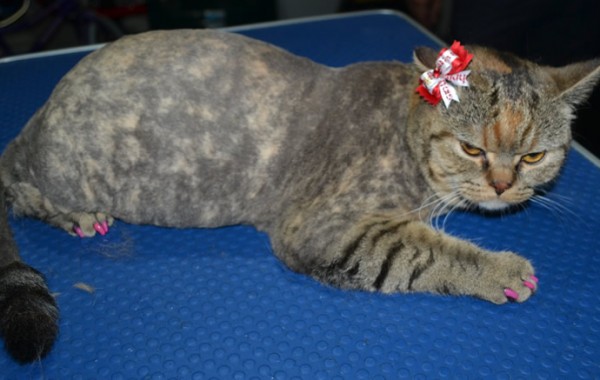 Jemima is a British Short Hair. She had her fur shaved down, nails clipped and ears clean and a full set of Softpaw nail caps.