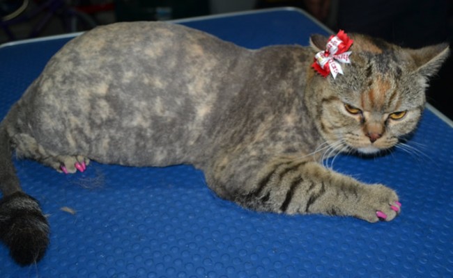 Jemima is a British Short Hair. She had her fur shaved down, nails clipped and ears clean and a full set of Softpaw nail caps.