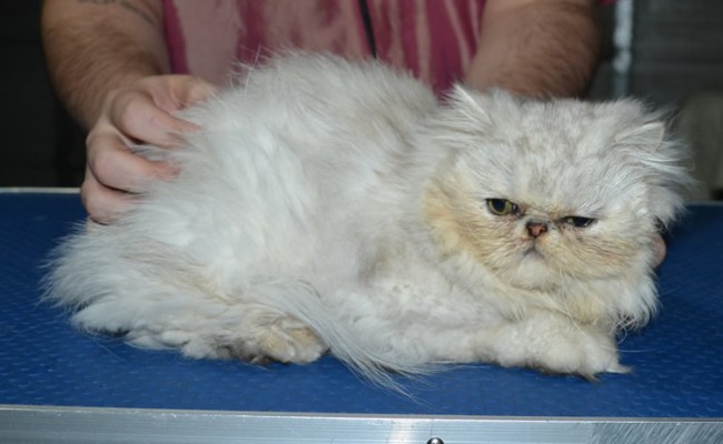 Bromley is a Persian. He had his matted fur shaved down short, nails clipped and ears n eyes cleaned.