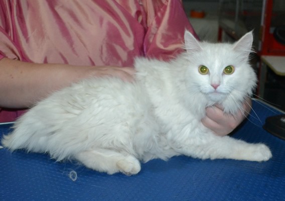 Benni is a Long Hair Domestic. She had her matted fur shaved down ,nails clipped, ears cleaned.