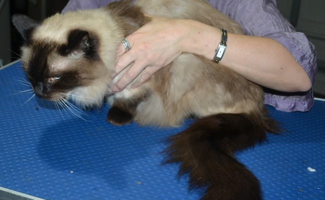 Opie is a Ragdoll. He had his fur shaved down, nails clipped ears cleaned.