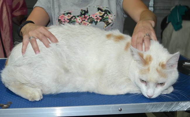 Tippy is a Short hair domestic. He had his fur shaved down, nails clipped, ears cleaned.