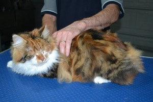 Indy is a Long Hair Domestic. She had her matted fur shaved down, nails clipped, ears cleaned.