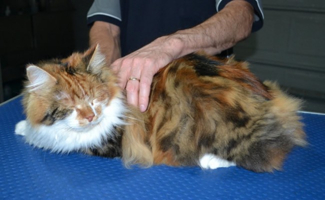 Indy is a Long Hair Domestic. She had her matted fur shaved down, nails clipped, ears cleaned.