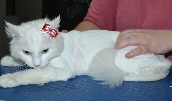 Benni is a Long Hair Domestic. She had her matted fur shaved down ,nails clipped, ears cleaned.
