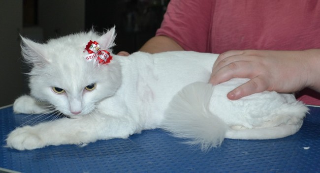 Benni is a Long Hair Domestic. She had her matted fur shaved down ,nails clipped, ears cleaned.