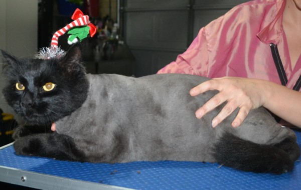 Rafa is a Long Hair Domestic. He had his fur shaved down, nails clipped, ears cleaned and a wash n blow-dry .