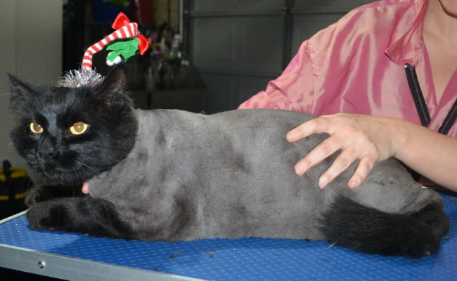 Rafa is a Long Hair Domestic. He had his fur shaved down, nails clipped, ears cleaned and a wash n blow-dry .