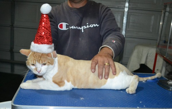 Cedric is a Short Hair Domestic. He had his fur shaved down, nails clipped and ears clean and a wash n blow dry.