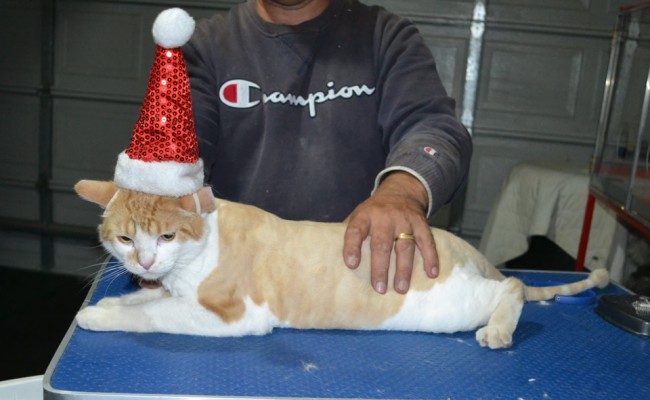 Cedric is a Short Hair Domestic. He had his fur shaved down, nails clipped and ears clean and a wash n blow dry.