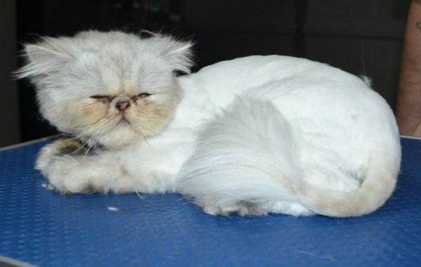 Bromley is a Persian. He had his matted fur shaved down short, nails clipped and ears n eyes cleaned.