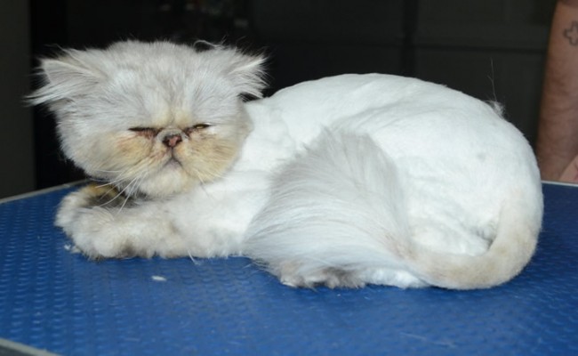 Bromley is a Persian. He had his matted fur shaved down short, nails clipped and ears n eyes cleaned.