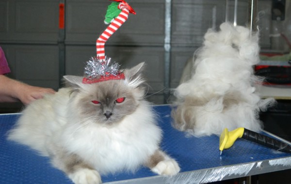 Bailey is a Birman. he had his fur raked, nails clipped and ears cleaned.