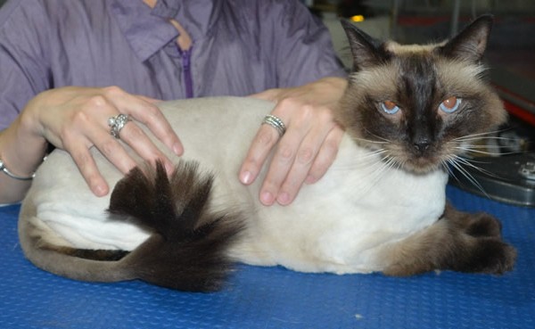 Opie is a Ragdoll. He had his fur shaved down, nails clipped ears cleaned.