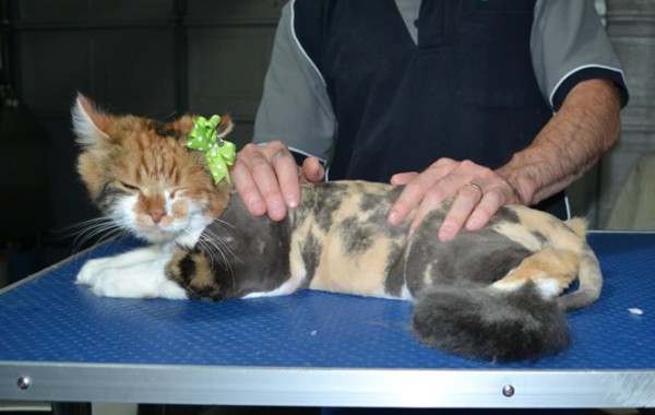 Indy is a Long Hair Domestic. She had her matted fur shaved down, nails clipped, ears cleaned.