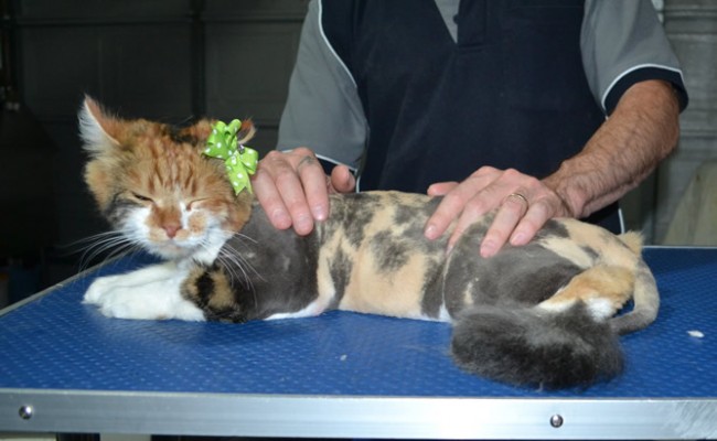 Indy is a Long Hair Domestic. She had her matted fur shaved down, nails clipped, ears cleaned.