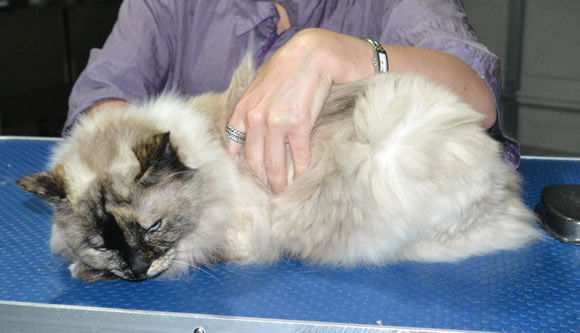 Molly is a Ragdoll X Himalayan. She had her fur shaved down, nails clipped ears cleaned.