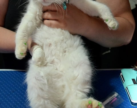 Tom is a 5 month old Ragdoll. He had his nails clipped and a full set of Softpaw nail caps.
