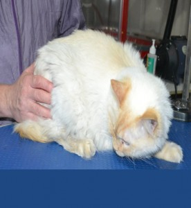 Gingee is a Ragdoll. He had his matted fur shaved down, nails clipped and ears clean.