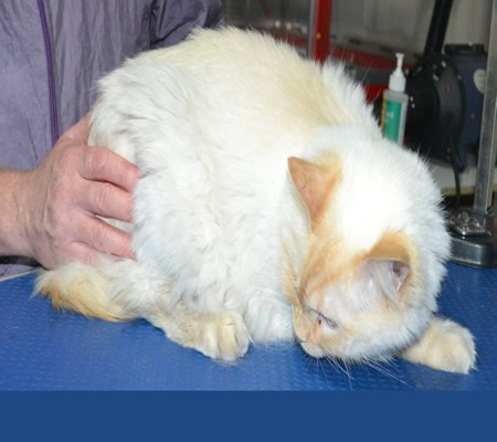 Gingee is a Ragdoll. He had his matted fur shaved down, nails clipped and ears clean.
